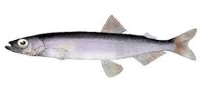 capelin
